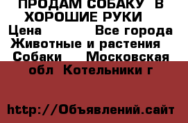 ПРОДАМ СОБАКУ  В ХОРОШИЕ РУКИ  › Цена ­ 4 000 - Все города Животные и растения » Собаки   . Московская обл.,Котельники г.